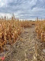 mile high fall festival 2021 65