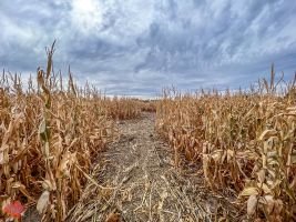 mile high fall festival 2021 67