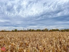 mile high fall festival 2021 69