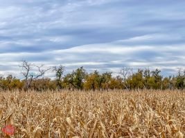 mile high fall festival 2021 70