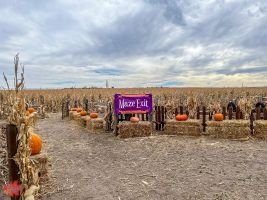 mile high fall festival 2021 79