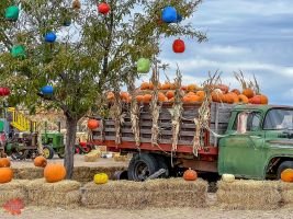 mile high fall festival 2021 82