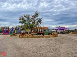 mile high fall festival 2021 83