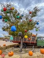 mile high fall festival 2021 85