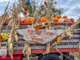 mile high fall festival 2021 95