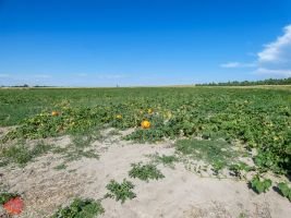 mile high farms pumpkin patch 1