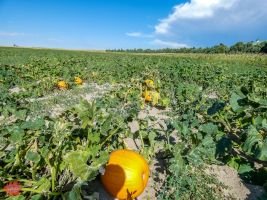 mile high farms pumpkin patch 2