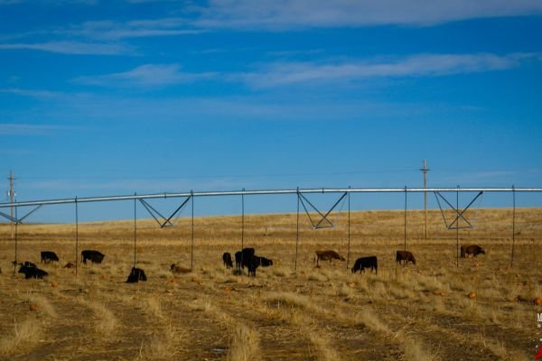 milehighfarms winterfestival 2021 46