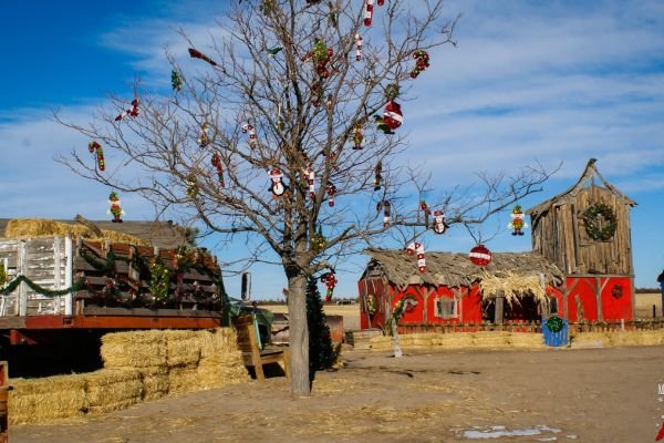 milehighfarms winterfestival 2021 47