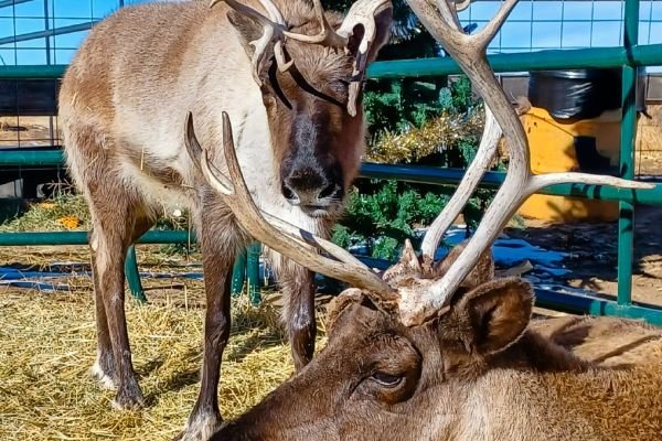 milehighfarms winterfestival 2021 50