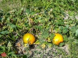 mile high farms pumpkin patch 10