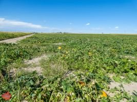 mile high farms pumpkin patch 11
