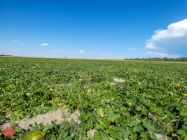 mile high farms pumpkin patch 12