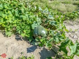 mile high farms pumpkin patch 13