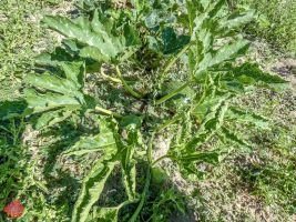 mile high farms pumpkin patch 14