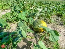 mile high farms pumpkin patch 15