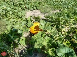 mile high farms pumpkin patch 16