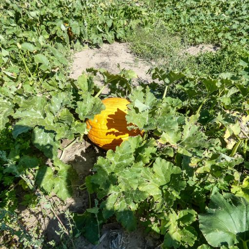 mile high farms pumpkin patch 16