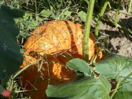 mile high farms pumpkin patch 17