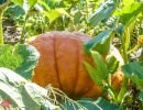 mile high farms pumpkin patch 19