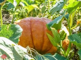 mile high farms pumpkin patch 19