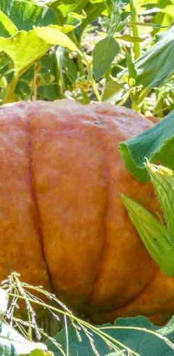 mile high farms pumpkin patch 19