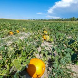 mile high farms pumpkin patch 2