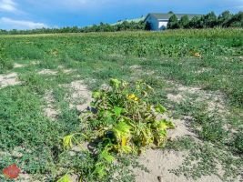 mile high farms pumpkin patch 3