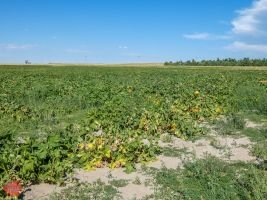 mile high farms pumpkin patch 4