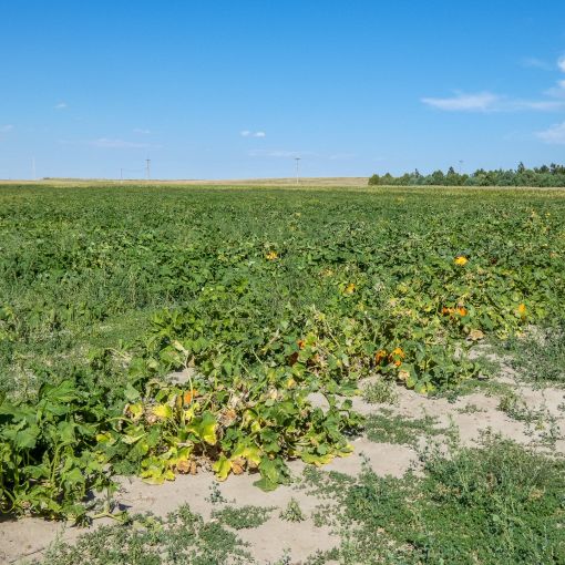 mile high farms pumpkin patch 4