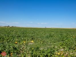 mile high farms pumpkin patch 5