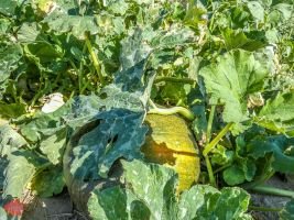 mile high farms pumpkin patch 6