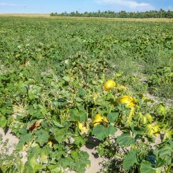 mile high farms pumpkin patch 7