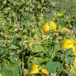 mile high farms pumpkin patch 8