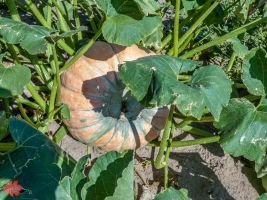 mile high farms pumpkin patch 9