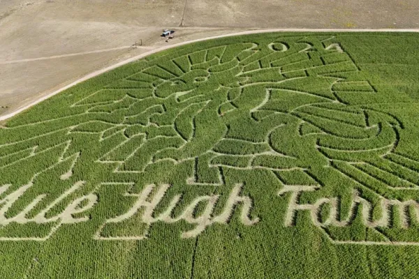 Denver Corn Maze 2024