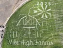 denver corn maze