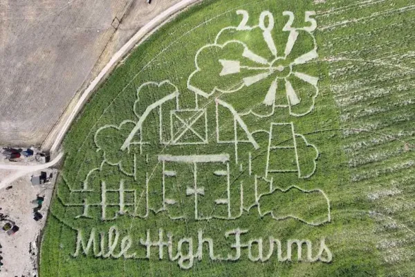 denver corn maze